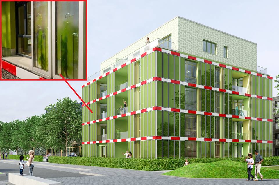 algas para gerar eletricidade