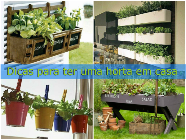 Dicas para montar uma horta em casa