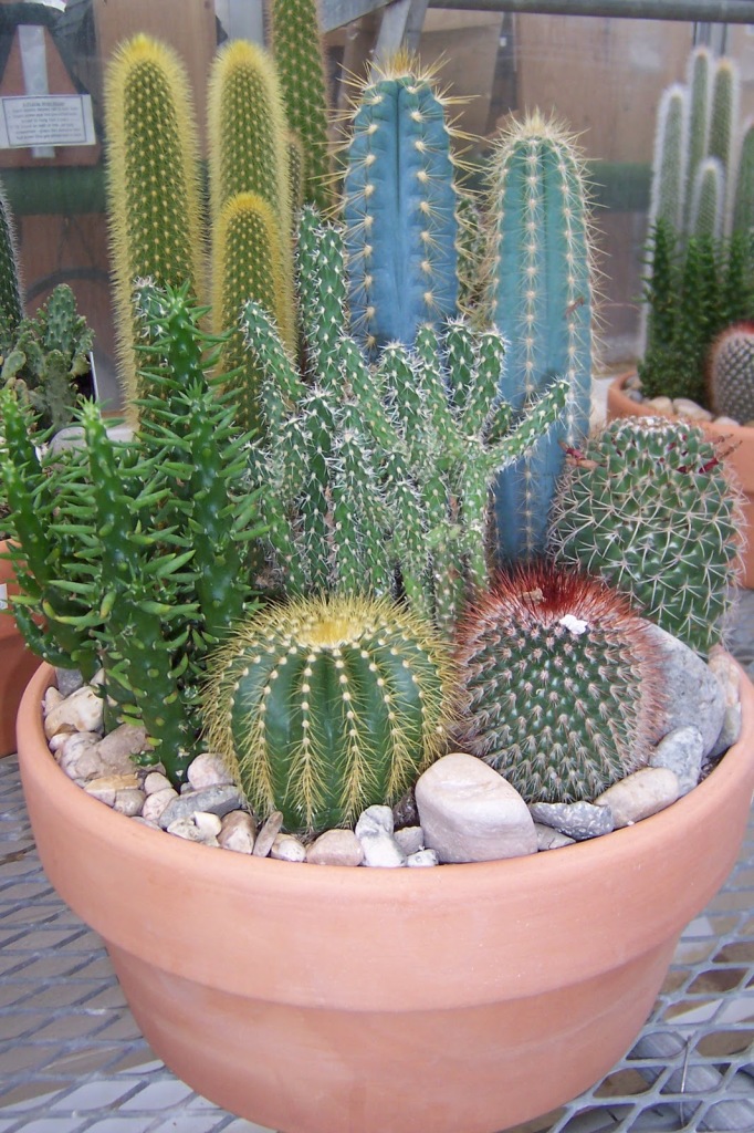 Jardim de cactos