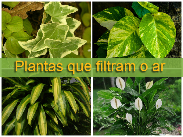 Plantas que Purificam o ar segundo a NASA