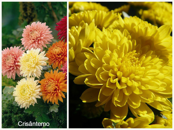 Plantas que filtam o Ar -crisantemo