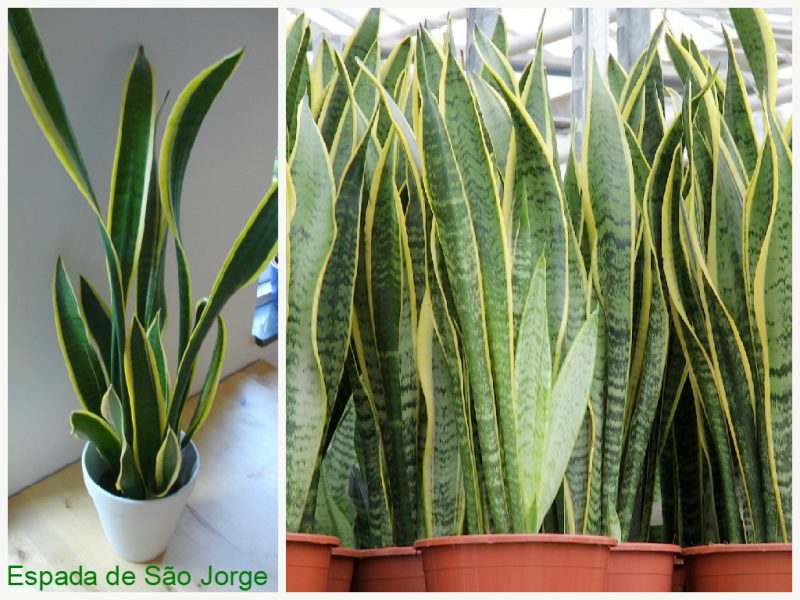 plantas purificadoras - espada de são Jorge