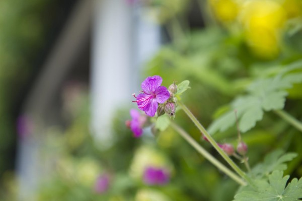 flor na parede verde