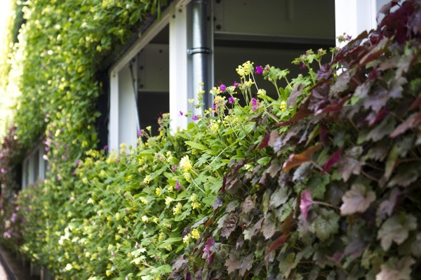 parede verde na inglaterra
