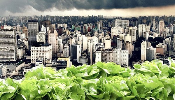 Hortas Comunitárias Ong em São Paulo