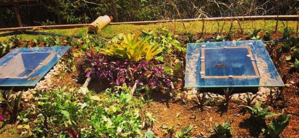 casa ecológica na Bahia TELHADO VERDE