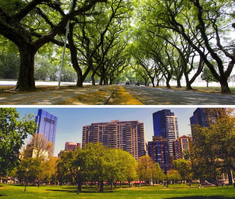 beneficios das arvores