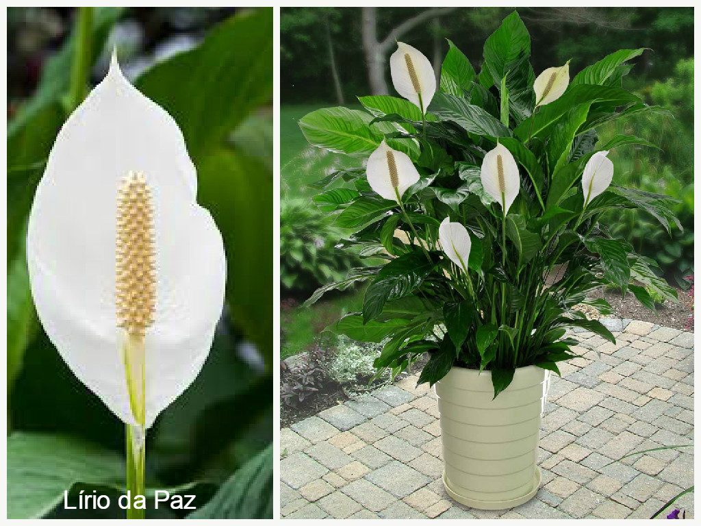 Dicas para prevenir o mofo em casa