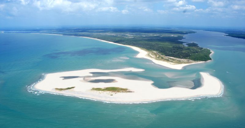 biomimética arquitetura mangue