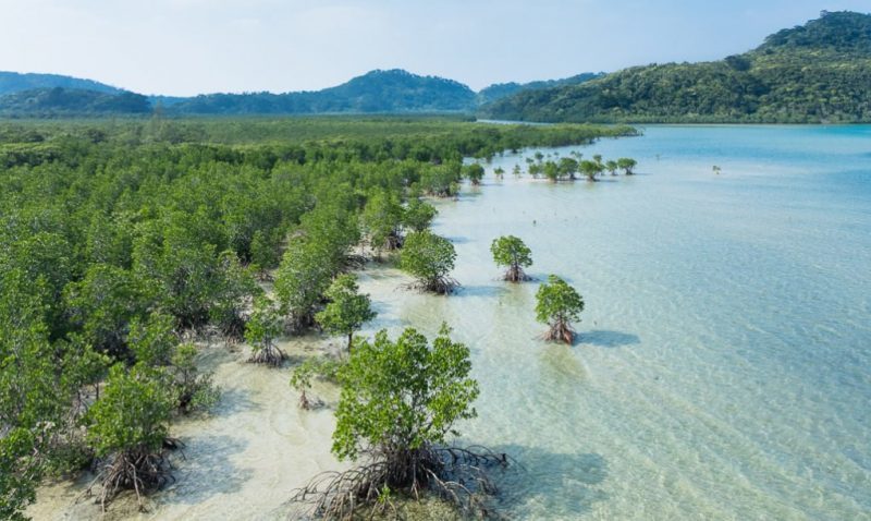 biomimética arquitetura mangue