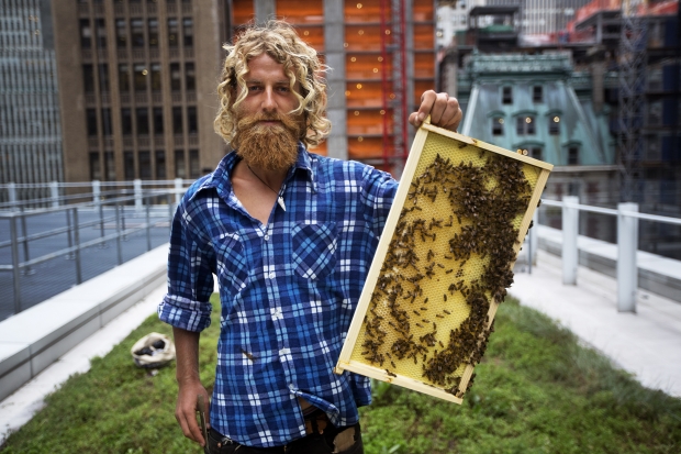 Telhados verdes podem ser aliados na preservação das abelhas