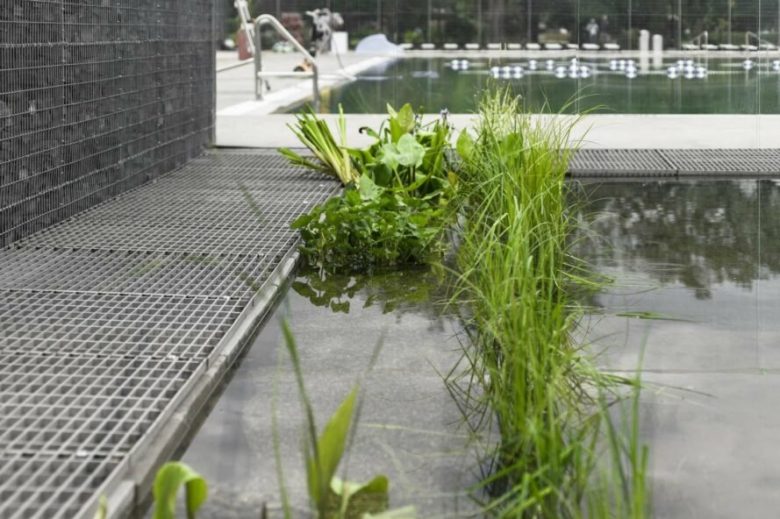 piscina com plantas filtrantes
