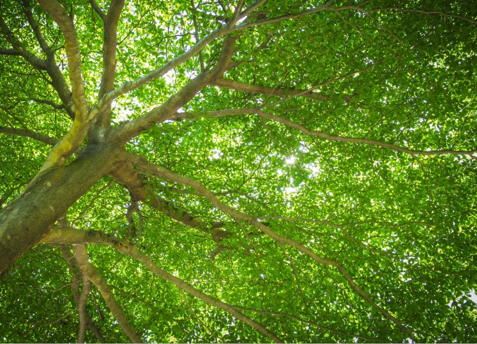 plantar árvore traz desconto no iptu em Americana