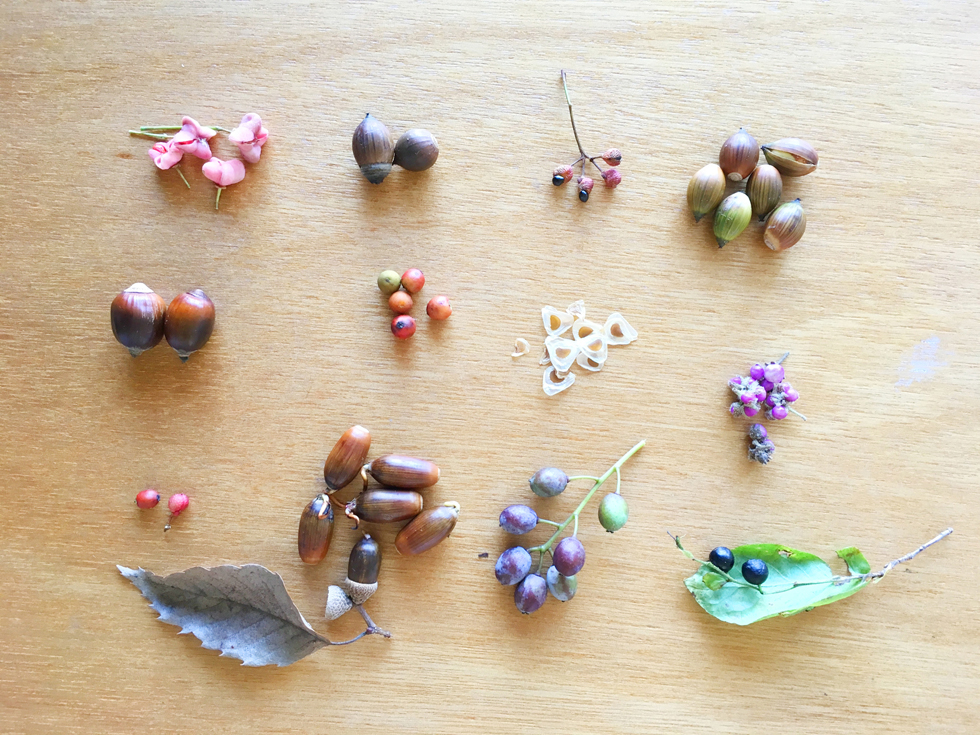 Projeto de Coleta de Sementes