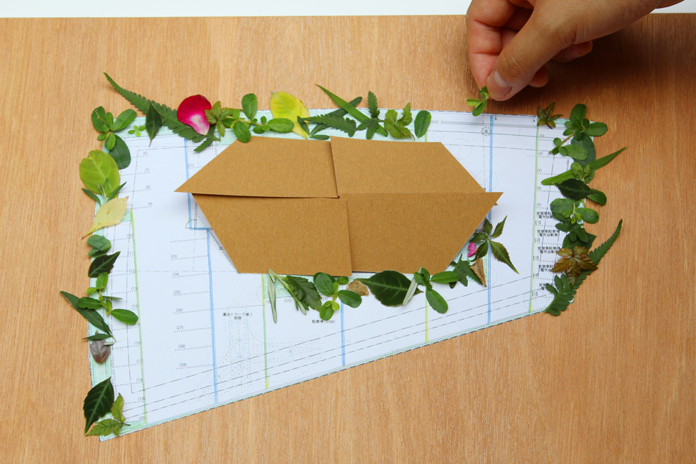 Projeto de Coleta de Sementes