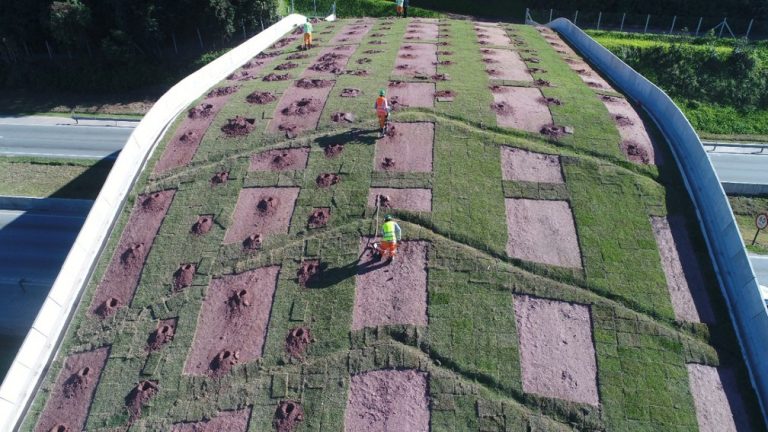 viaduto verde para mico leão dourado