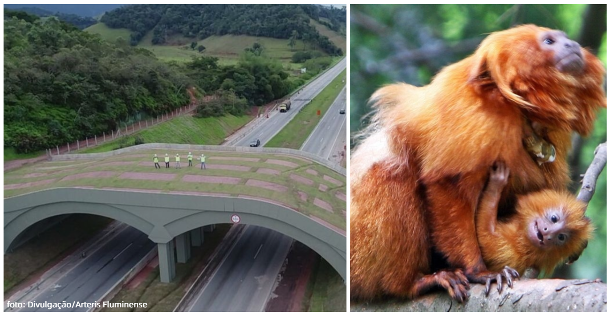 viaduto verde para mico leão dourado