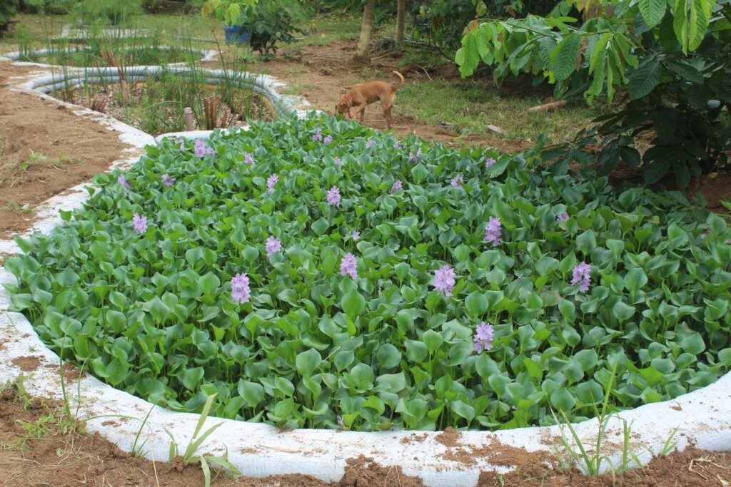 bananal ecologe tratamento das aguas