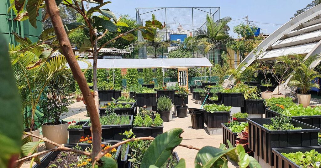 Horta comunitária na favela de Paraisópolis