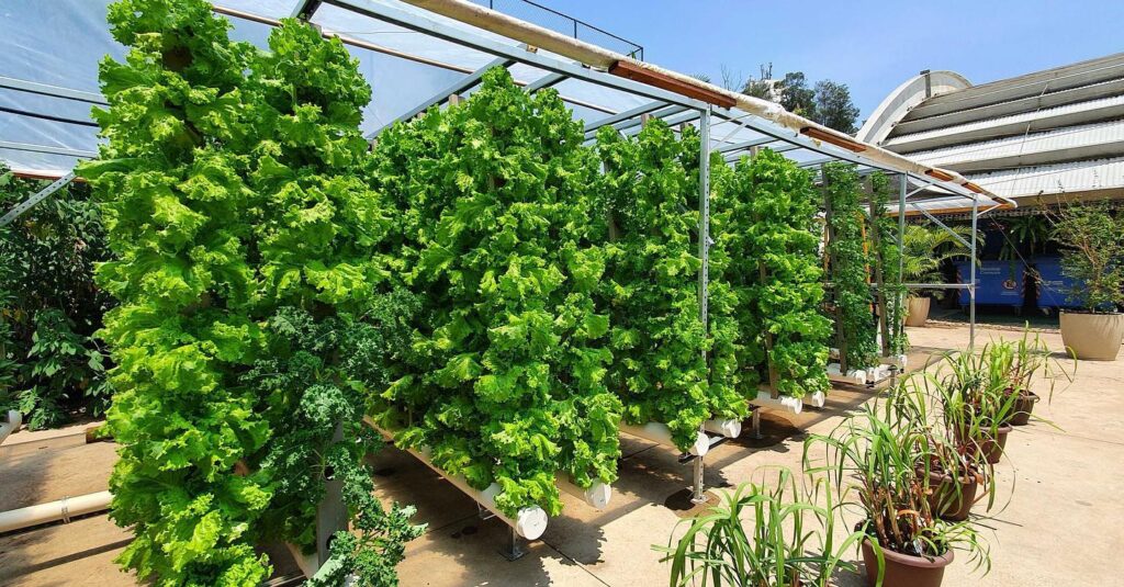 AgroFavela-ReFazenda Paraisópolis