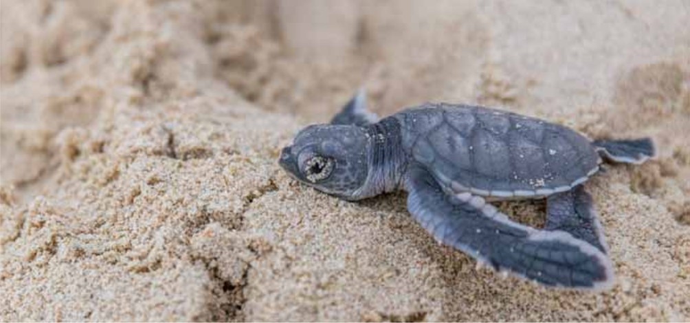 impacto do uso da areia na biodiversidade
