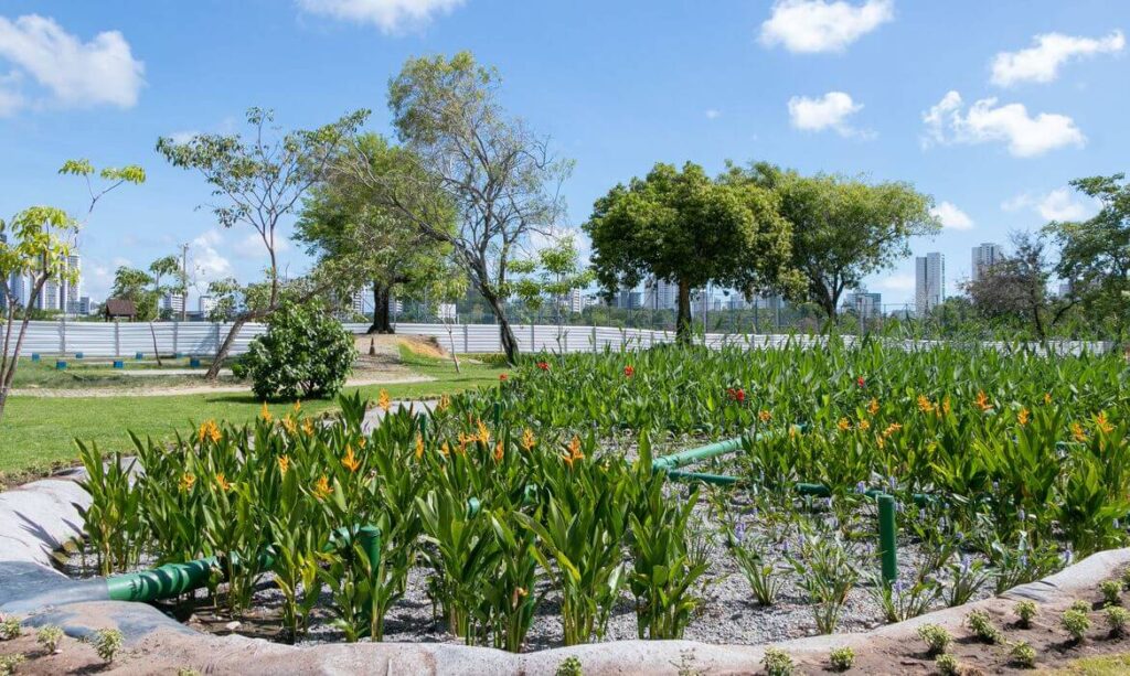 Jardins filtrantes em Recife