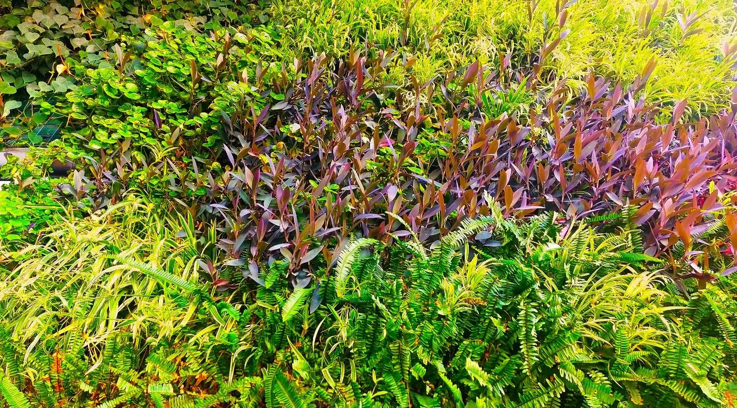 jardim vertical natural