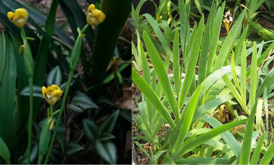 plantas familia Iridaceaea