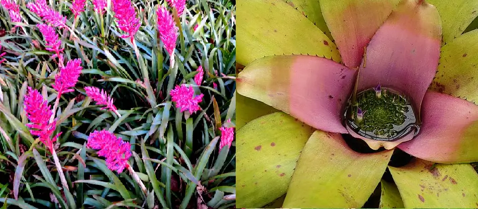 planta para jardins verticais bromelias