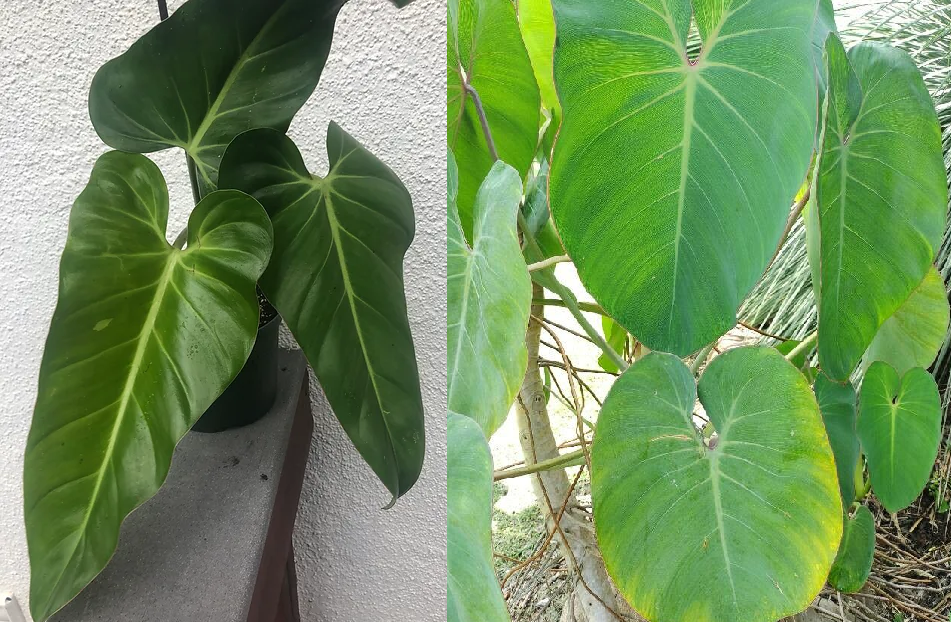 plantas para jardim vertical natural filodendros